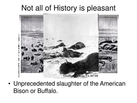 Buffalo Hunt International Trade and the Virtual Extinction of the North American Bison M. Scott ...