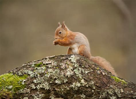 Habitat management for red squirrels | The Wildlife Trusts