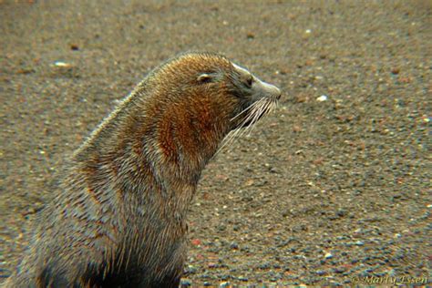 Fur Seal - Around the World with Marty Essen