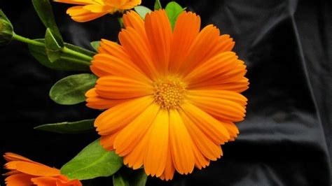 Ultimate Guide to Marigold Flower Meaning and Symbolism - Petal Republic