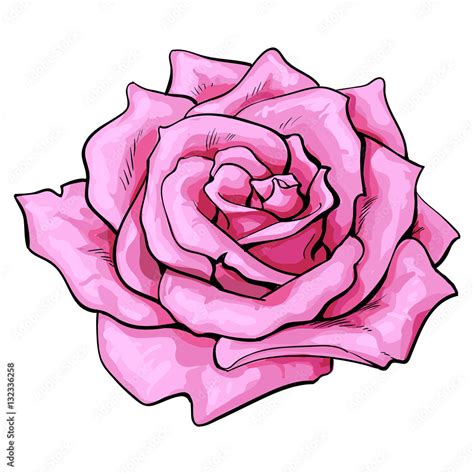 Realistic Pink Rose Drawing