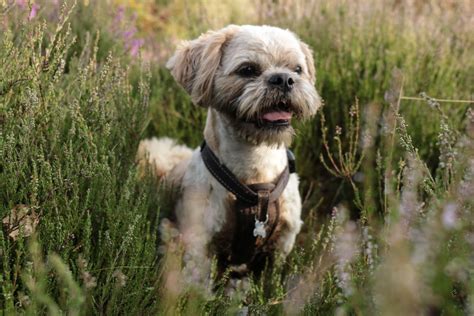 Pet photoshoot in Hampshire with PhotoSmudge Photography | Animal ...