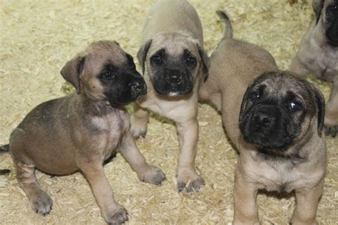 English mastiff puppies - here is some 7 week old puppies just uploaded to http://www.network3 ...