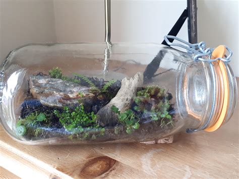 My first Terrarium using native flora from my garden! Home to a family of Isopods :) : r/terrariums