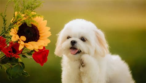 Are Sunflowers Toxic to Dogs: Unraveling the Facts for Dog Lovers