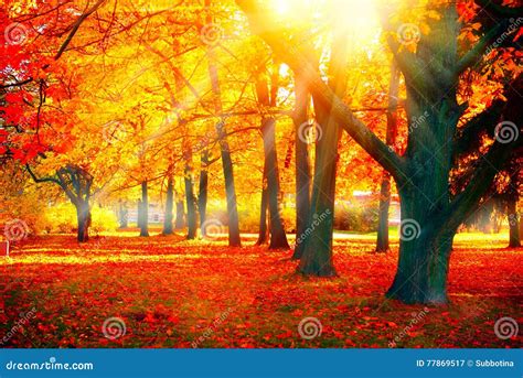 Autumn. Fall Nature Scene. Autumnal Park Stock Image - Image of ...