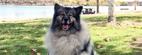 Grooming a Keeshond