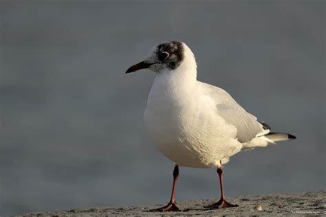 Mouette rieuse – La Photographe Verte