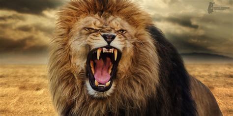 Lion roar | Lion images, Roaring lion images, Lion