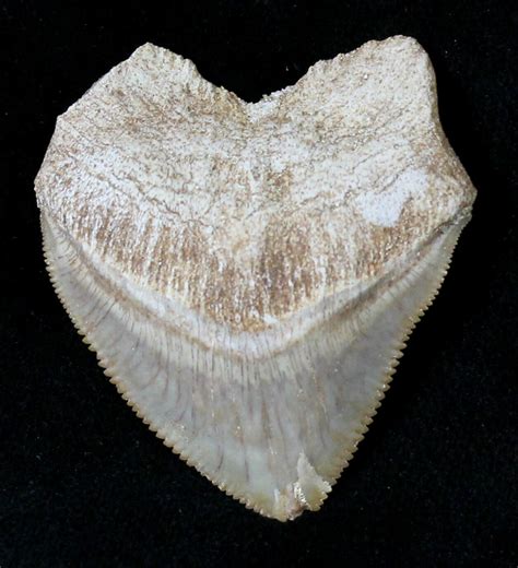 Large Squalicorax (Crow Shark) Fossil Tooth (#19274) For Sale ...