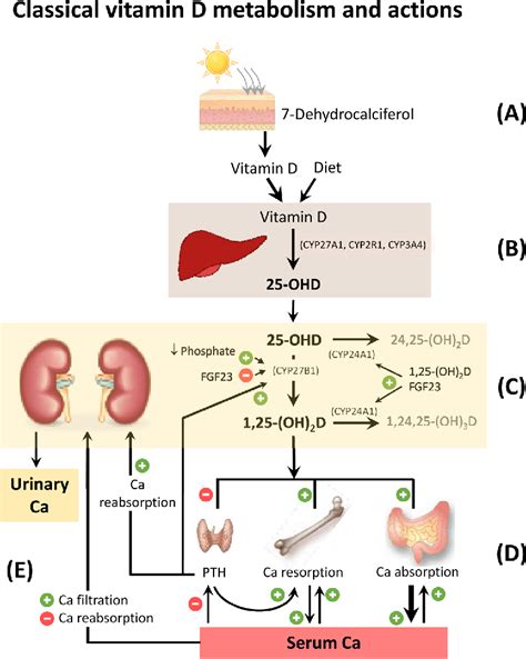 Figure 1 from The role of vitamin D in sarcoidosis | Semantic Scholar