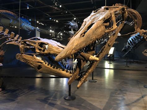 Tylosaurus proriger | Savage Ancient Seas Exhibit | Museum at ...