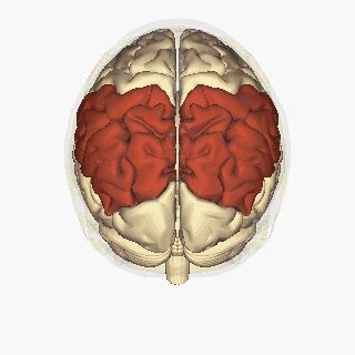 Parietal Lobe - Physiopedia