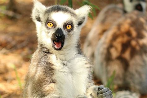 Myakka City’s Lemur Conservation Foundation Celebrates Its 25th Year With Plans to Expand ...