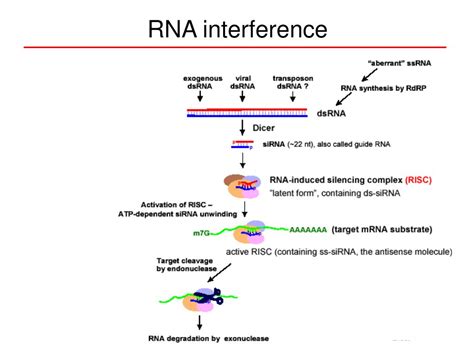 PPT - RNAi applications PowerPoint Presentation, free download - ID:321808