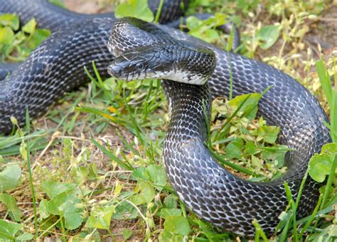 Eastern Ratsnake: A Guide to Virginia’s Black Rat Snake – Nature Blog ...