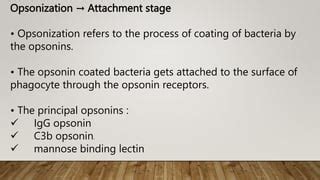 chronic inflamation | PPT