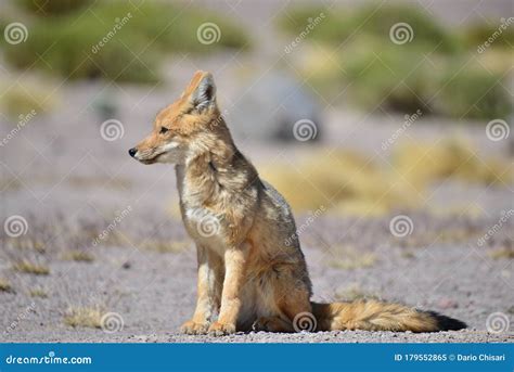 Andean Red Fox Culpeo stock image. Image of species - 179552865