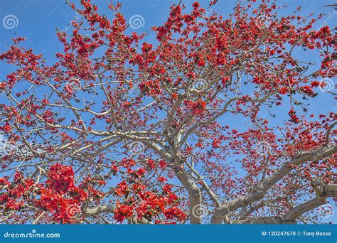 Kapok Tree in Full Bloom Background Stock Photo - Image of blue, branch: 120247670