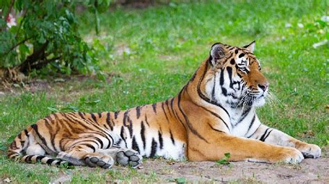 Significant rise in endangered wild Siberian tiger population: expert ...