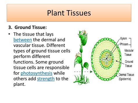 What Are The Types Of Cells In Plant Tissue? – ArtOfBonsai.org