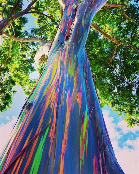 Learn How the Rainbow Eucalyptus Gets Its Colorful Appearance