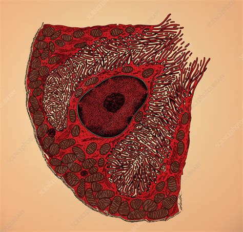 Typical parietal cell - Stock Image - C012/1303 - Science Photo Library