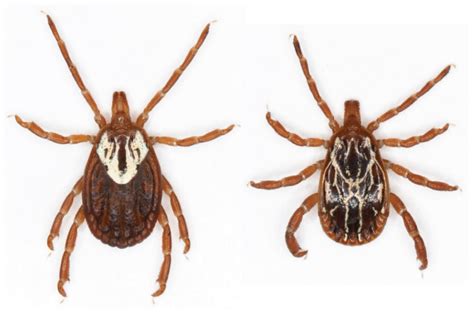 Common Ticks of Oklahoma and Tick-Borne Diseases | Oklahoma State University