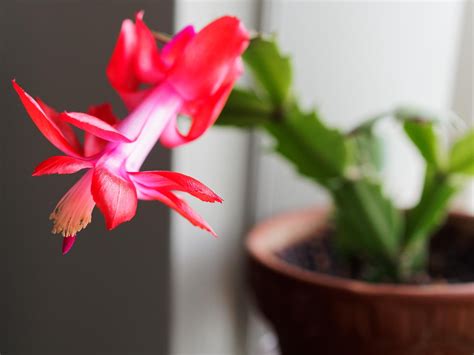 Thanksgiving cactus is blooming for the first time!!! I can't believe how gorgeous the flowers ...