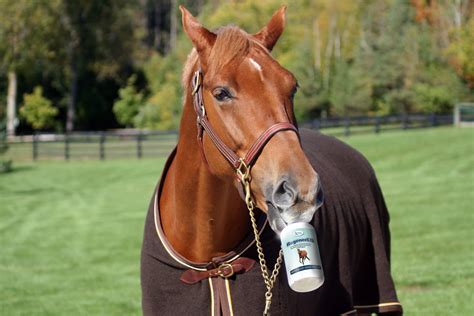 Dosing Your Horse's Medicines - David Ramey, DVMDavid Ramey, DVM