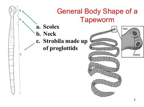 Cestoda Anatomy