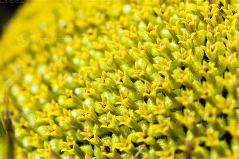 Sunflower black seeds. 9441116 Stock Photo at Vecteezy