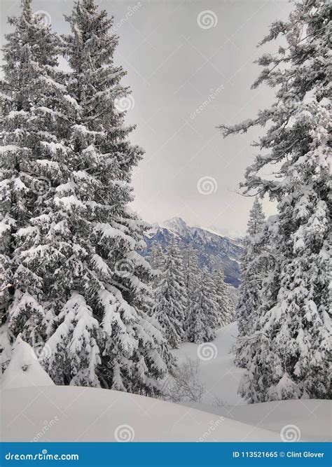 Snowy Mountain Pine Trees stock image. Image of switzerland - 113521665