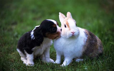 Cute Rabbit and Dog HD wallpaper | cute | Wallpaper Better