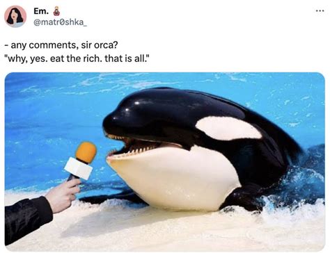 'They're Orca-nizing': 31 Killer Orca Whale Memes - Funny Gallery ...