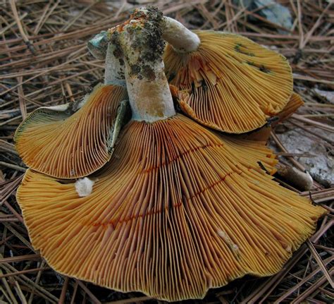 Lactarius deliciosus - Mushroom Hunting and Identification - Shroomery Message Board