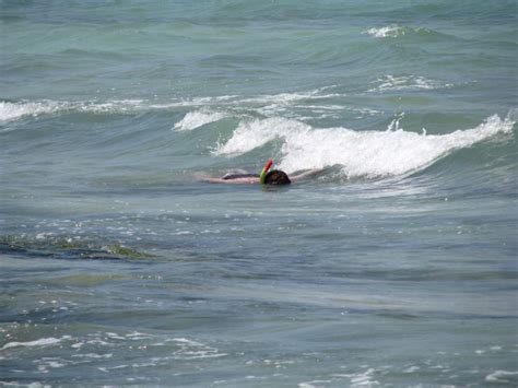 Snorkeling at Point-of-Rocks Beach, Siesta Key, Florida