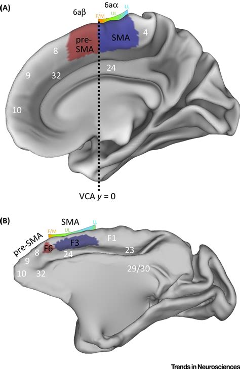 Roles of Supplementary Motor Areas in Auditory Processing and Auditory ...