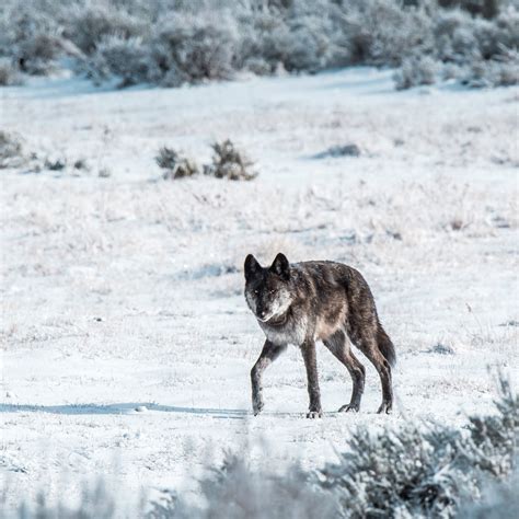 In Memory of Yellowstone Wolf 926F