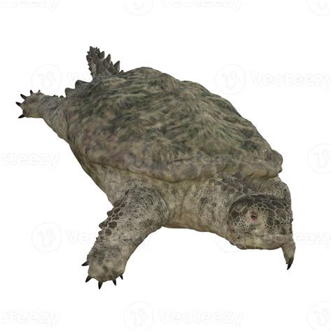 Proganochelys isolated 3D render 20037931 PNG