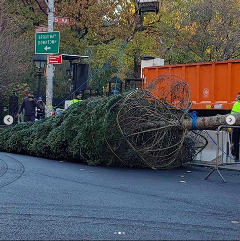 Washington Square's Christmas Tree Has Arrived! - Washington Square ...