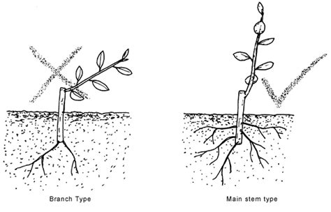 ROOTING CUTTINGS OF TROPICAL TREES