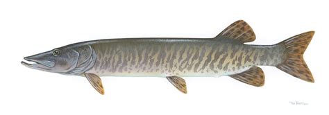 ADW: muskellunge.jpg