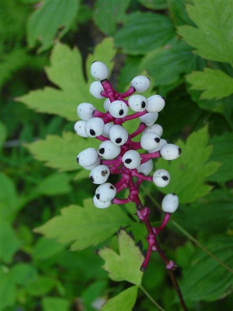 Achaea pachypoda, White Baneberry | Plantas nativas, Plantas venenosas, Plantas