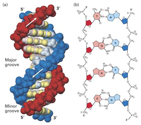 AlyseQ: MCAT · Biology 1 · Chapter 1 · Section 1.5