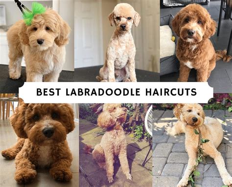 The Best Labradoodle Haircuts Styles & Guides For 2021 | by all doodle | Medium