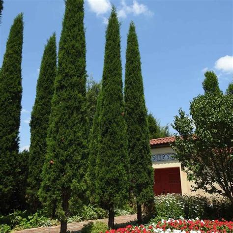 Juniperus Taylor, Juniper - Sugar Creek Gardens