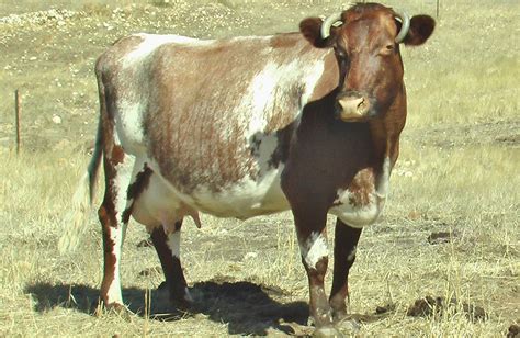 Breed History | Dairy Shorthorn Association of Australian Inc