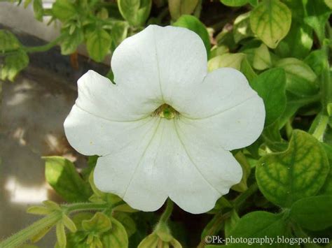 Petunia Flowers | Nature, Cultural, and Travel Photography Blog