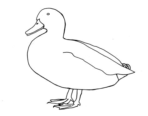 Duck Pencil Drawing | Free download on ClipArtMag